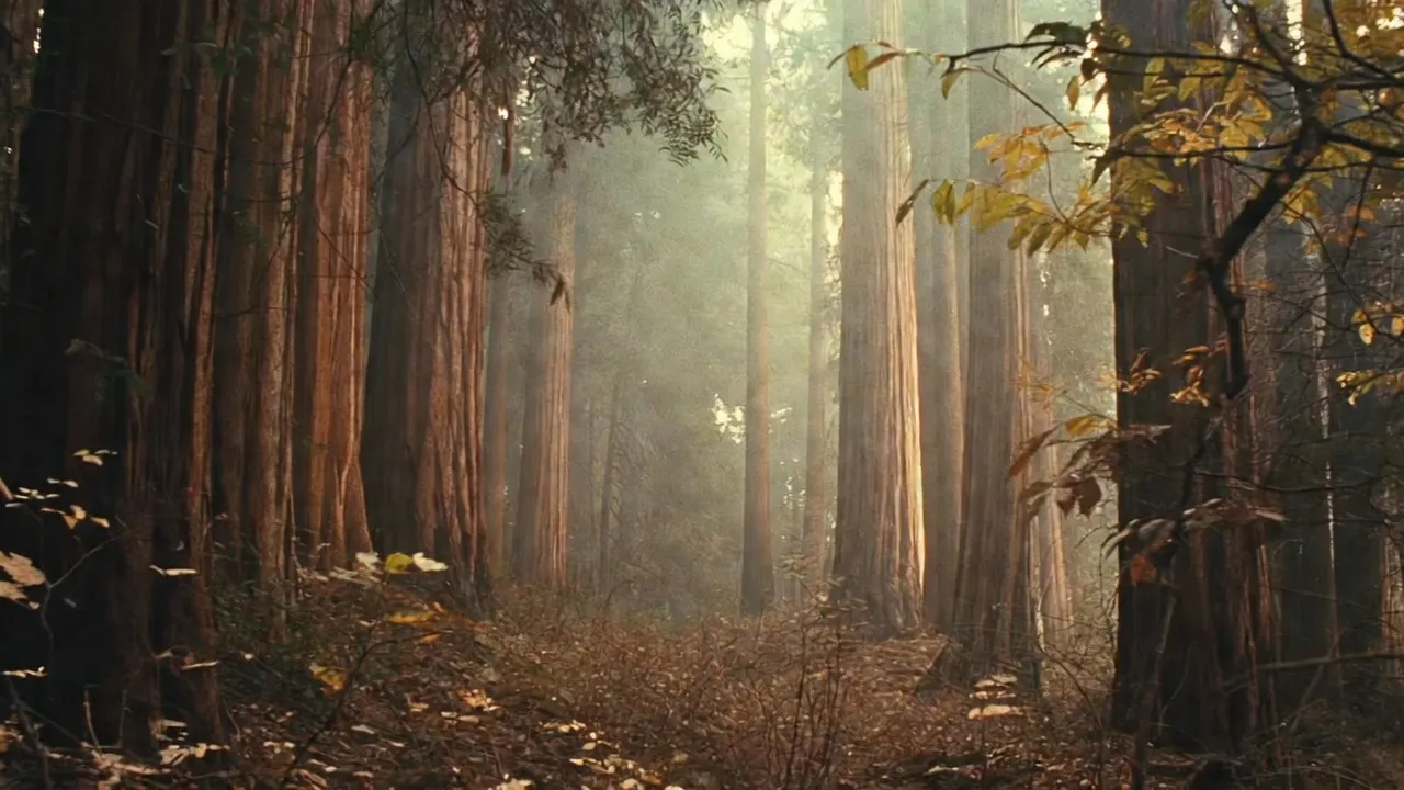 Old-growth redwood forest with light filtering through the canopy.